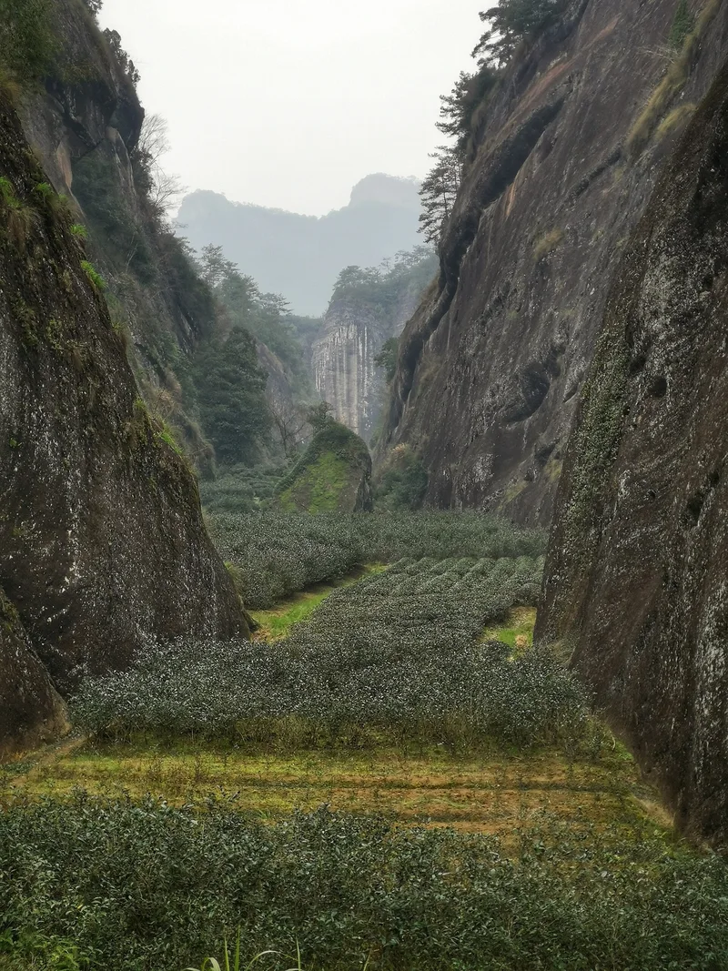 茶山与工艺